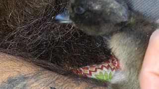 Cayuga Duckling Gets Cozy in Man's Beard