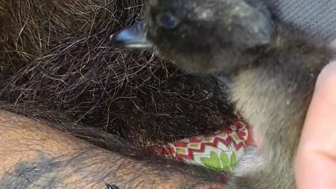 Cayuga Duckling Gets Cozy in Man's Beard