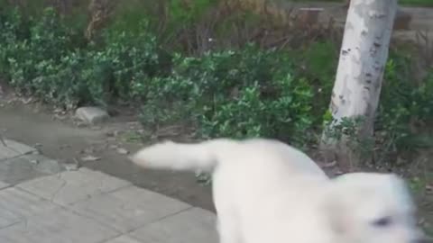 What this dog did is unbelievable