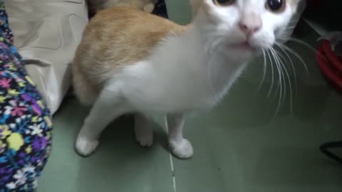 How Cats React When seeing stranger 1st.time-Runing or belng Friendly? | Viral cat