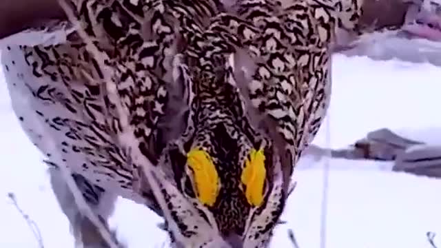 Nice bird.. Sharp-tailed grouse