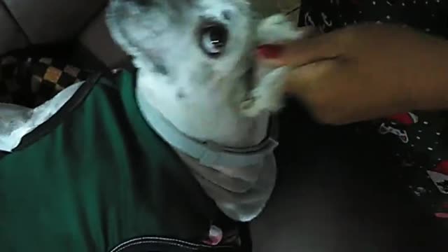 Dog gets a face massage!