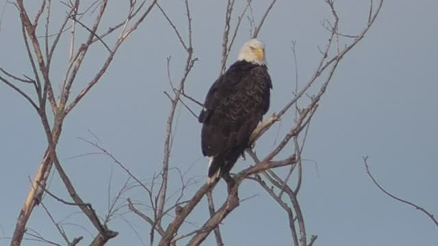 269 Toussaint Wildlife - Oak Harbor Ohio - Eagle Starts Loving Camera