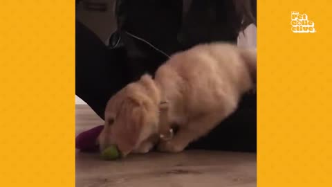 CUTE DOGS PLAYING