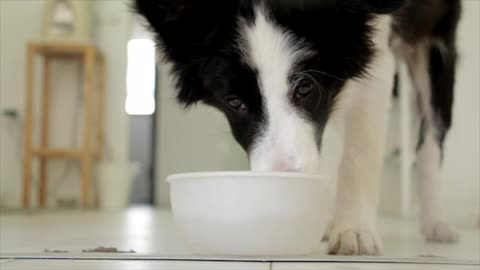 Nice dog eating his food