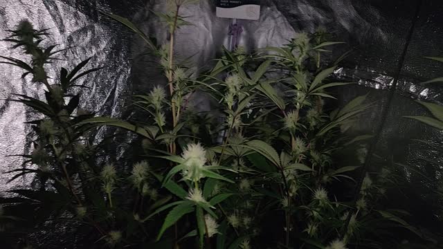 Day 21 GG4/AR, Wedding Cake Clones (fill)