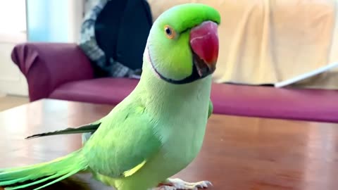 dancing parrot