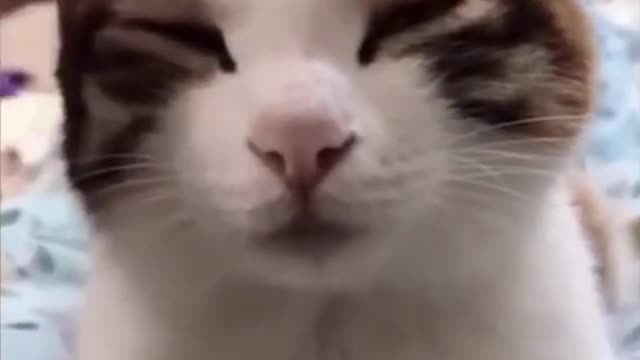 funny cats videos 2023 that looks like play and fun in home