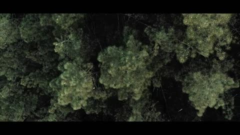 The Forest _ Cinematic Drone Footage_4