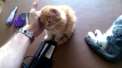 Norwegian Forest Kittens in purr mode.