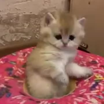 your heart will melt