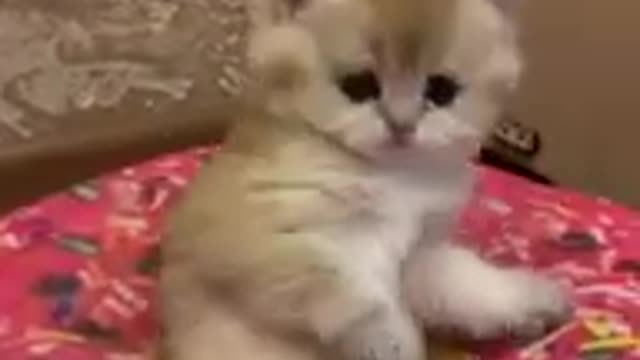 your heart will melt