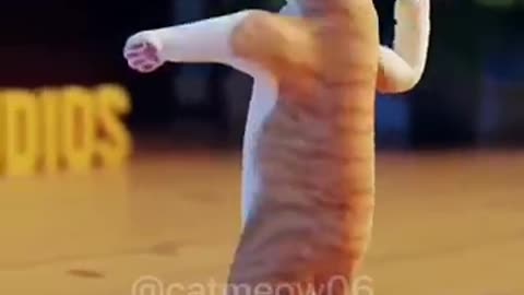 Cat dancing