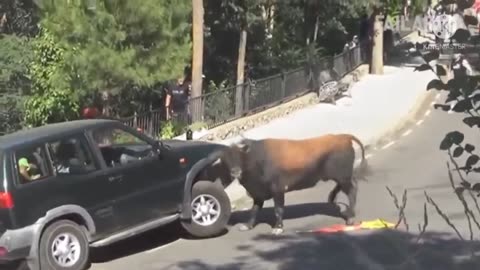 Crazy Bull Lifting Car With Horns!!😳😯😯