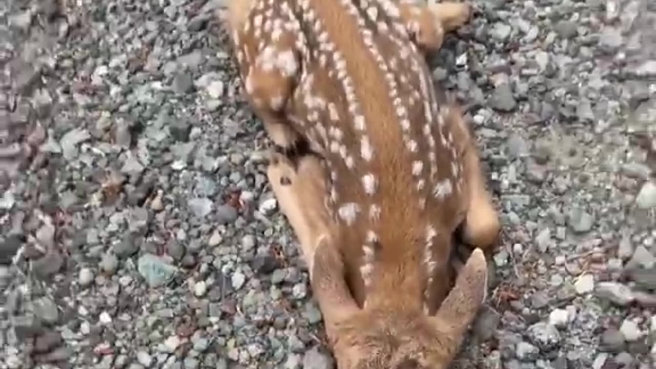 Friendly Fawn Comes By For Head Scratches -- ViralHog