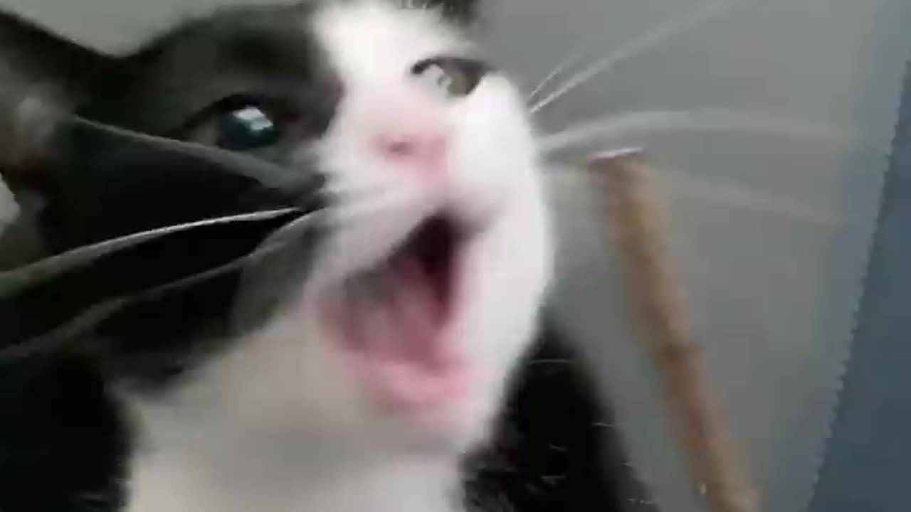 Cat Funny Acting