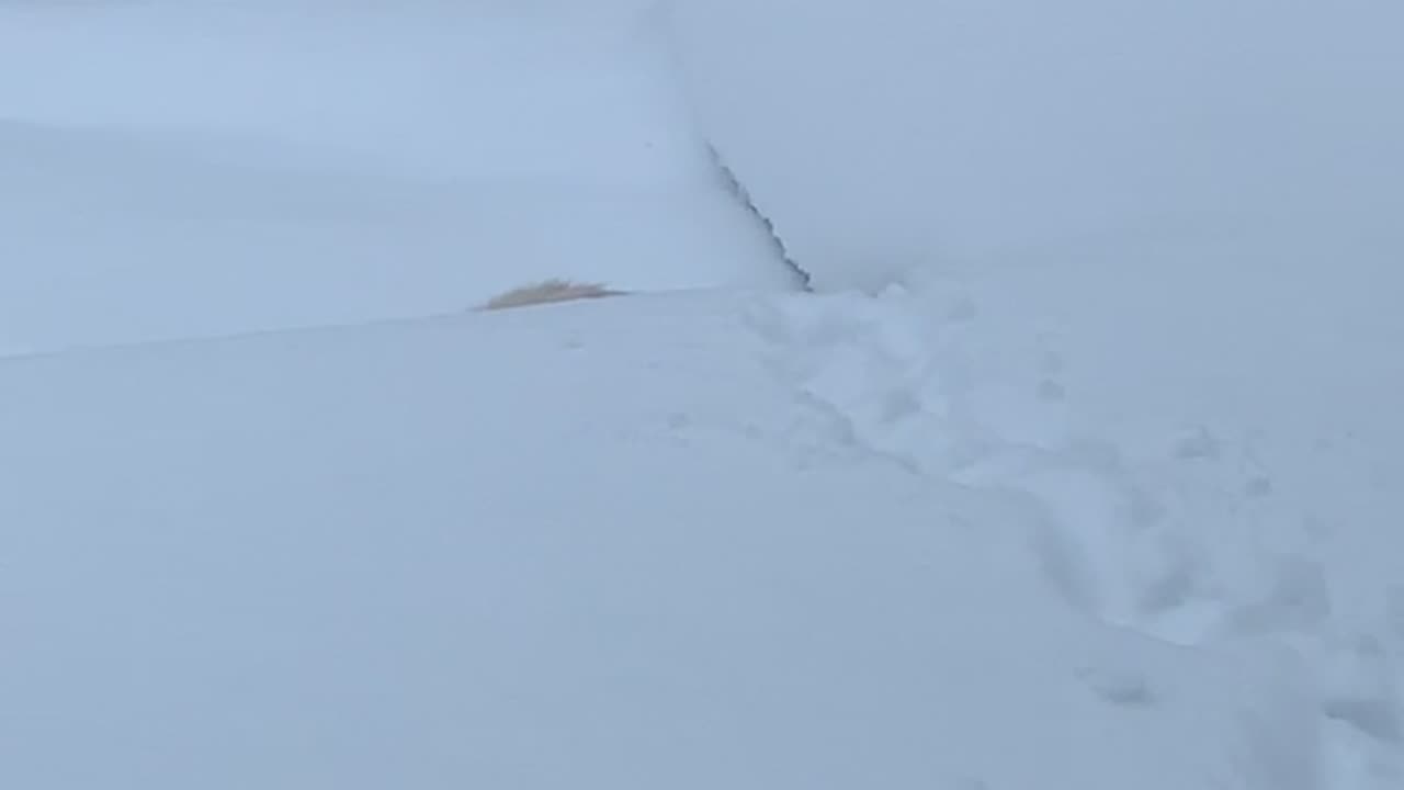 Snow Kitty Struggles To Get Around