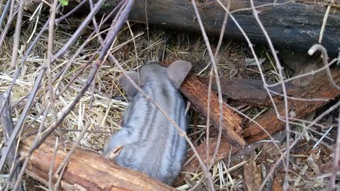 Piglets Wrestle but Death is Always Lurking Nearby