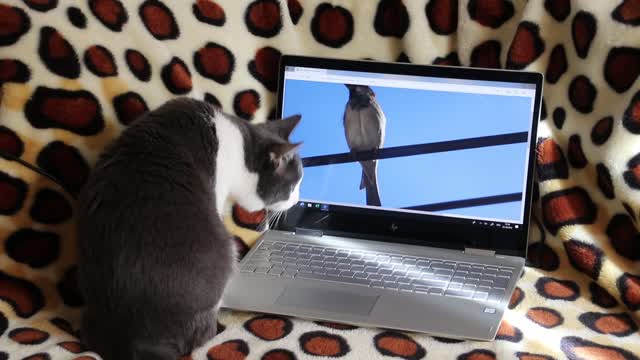 Funny Cat watch laptop