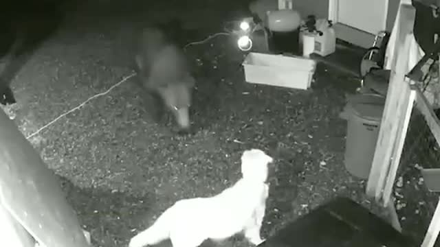 Brave Golden Retriever Dog Defends The House From A Bear