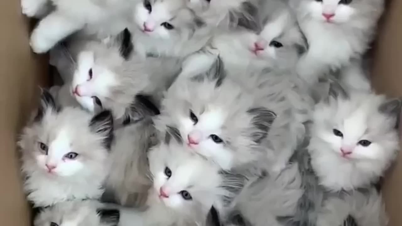 Cats doing fun l cute baby cats l cute cat 😺😺😺😺😺😺