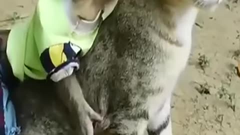 Funny animal movements