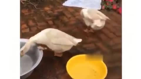 Funniest Animals 🐧 - Best Of The Funny Animal Videos 😁 - Cutest Animals Ever