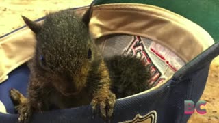 Squirrel who became social media star was euthanized after being seized by NY state officials