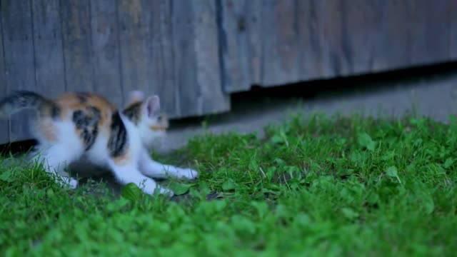 Energetic little cat outside. Baby cat jumping around