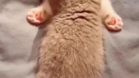 Cutie funny cats