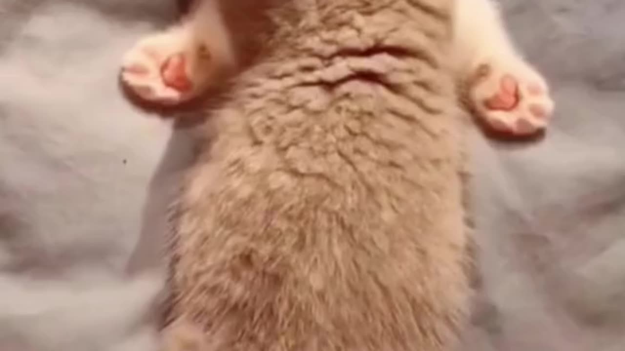 Cutie funny cats