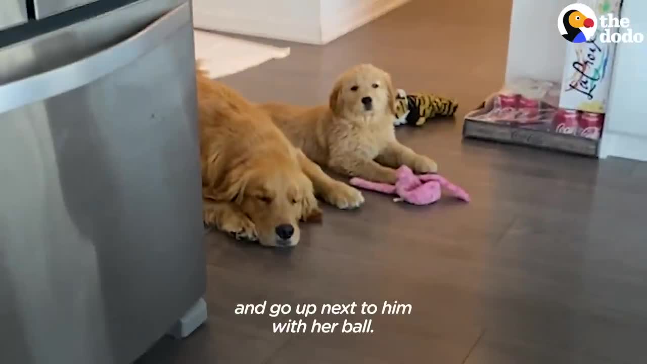 Golden Retriever Falls In Love With His Annoying Little Sister | The Dodo