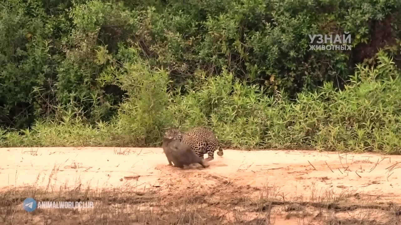 JAGUAR - muscular assassin from South America! Jaguar vs caiman, capybara, and anaconda!