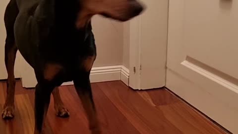 Amelie The Pinscher Tucks Herself In