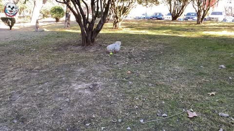 Cute funny dog and cat video.Perrita Dasha se ROMPE la PATA en la Vida Real / Vídeos de perritos