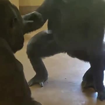 Funny Monkeys make me Happy