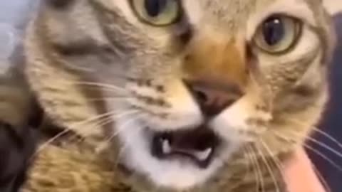 Funny animal video