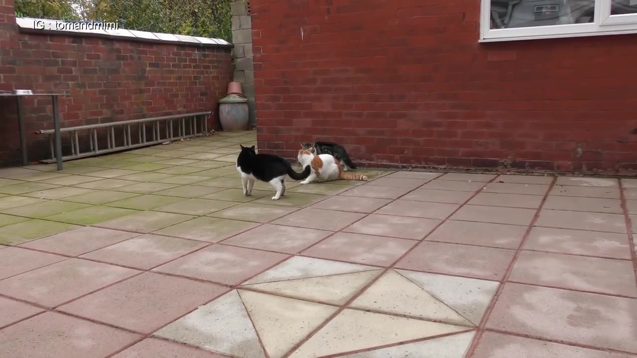 cats fighting mysteriously