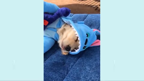You will laugh at all the DOGS Funny DOG Videos