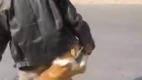 fun with Dog