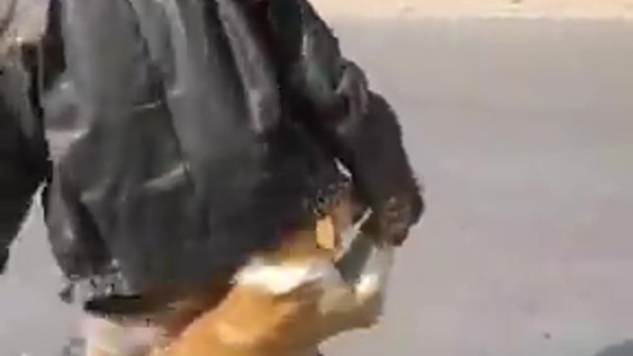 fun with Dog
