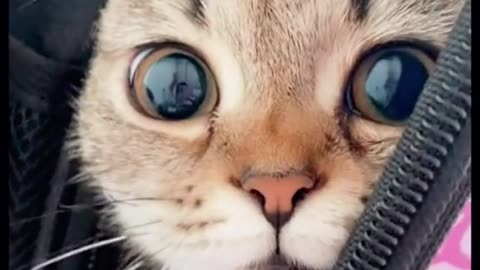 Naughty and FUNNIEST cats🐈 videos 2023