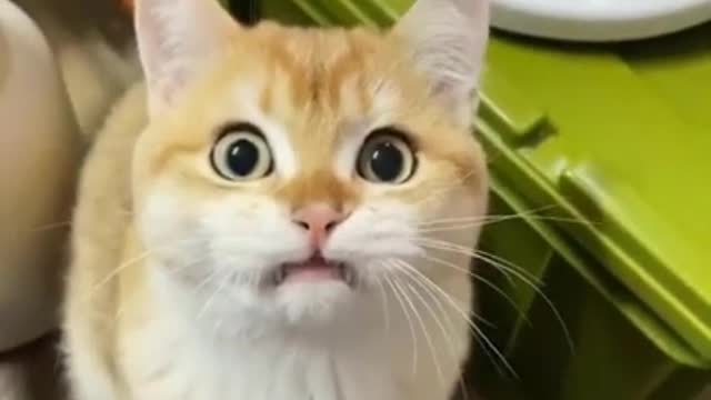CAT TRYING TO TALK 😂😂😂