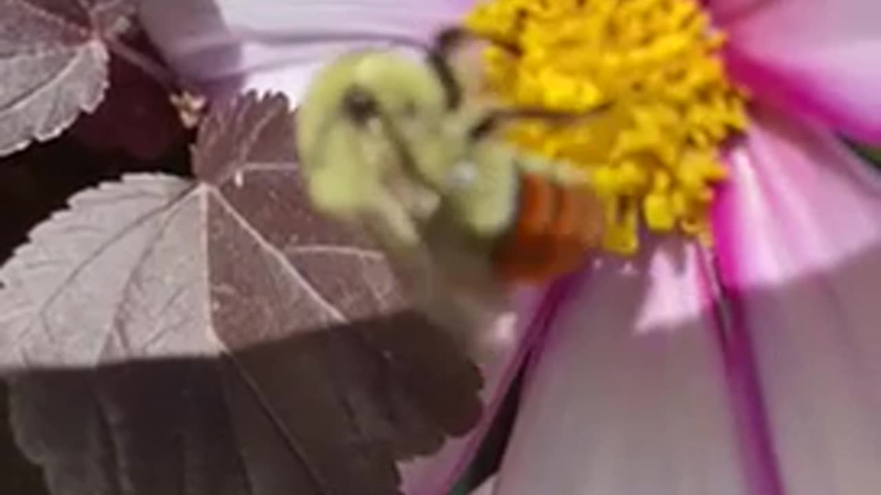 Nature and insect: Honey sucking bee