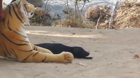 Troll Prank Dog Funny & fake Lion and Fake Tiger Prank To dog & Huge Box Prank to dog