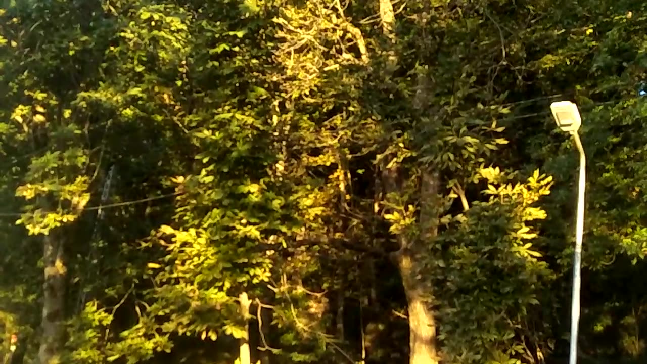 Very tall green and beautiful view of the treed and road goes to main murree bazar side
