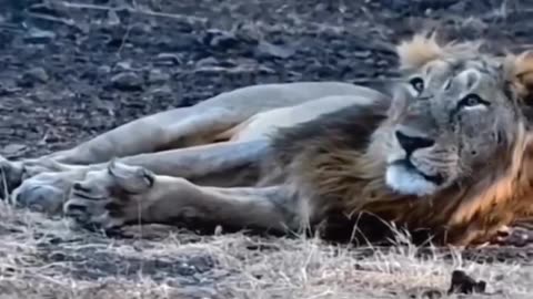 Lion Lying on the Road side