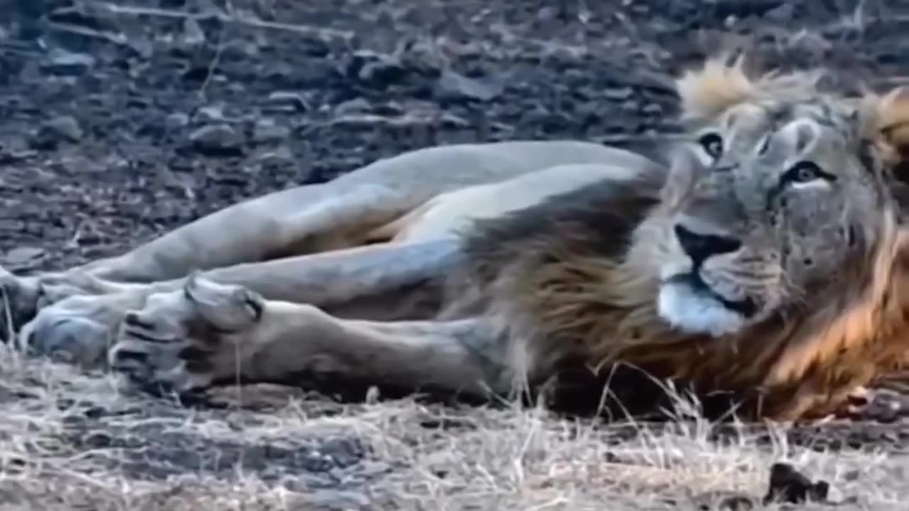 Lion Lying on the Road side