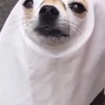 Dog wearing a Halloween costume.