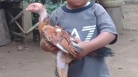 when children like to play with chicken, they don't want to let go😂